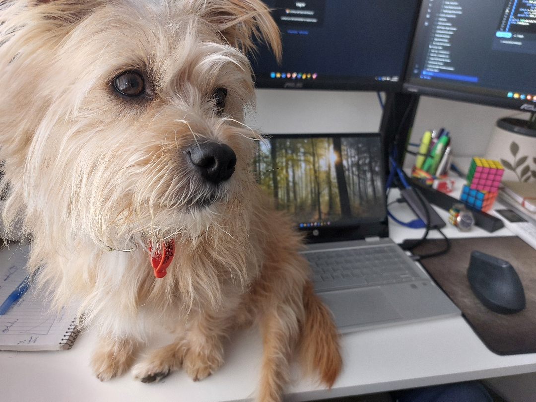 A photo of my dog, Milly, sitting on my office desk.