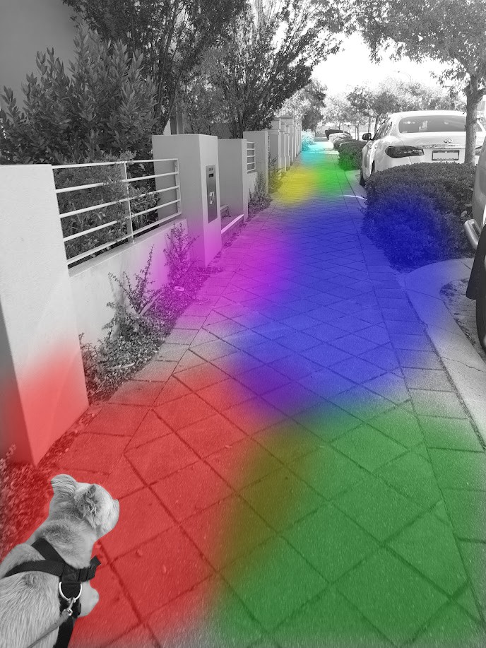 A black and white photo of a pathway, with oil-like colours marking scents, emminating from various places along the path.